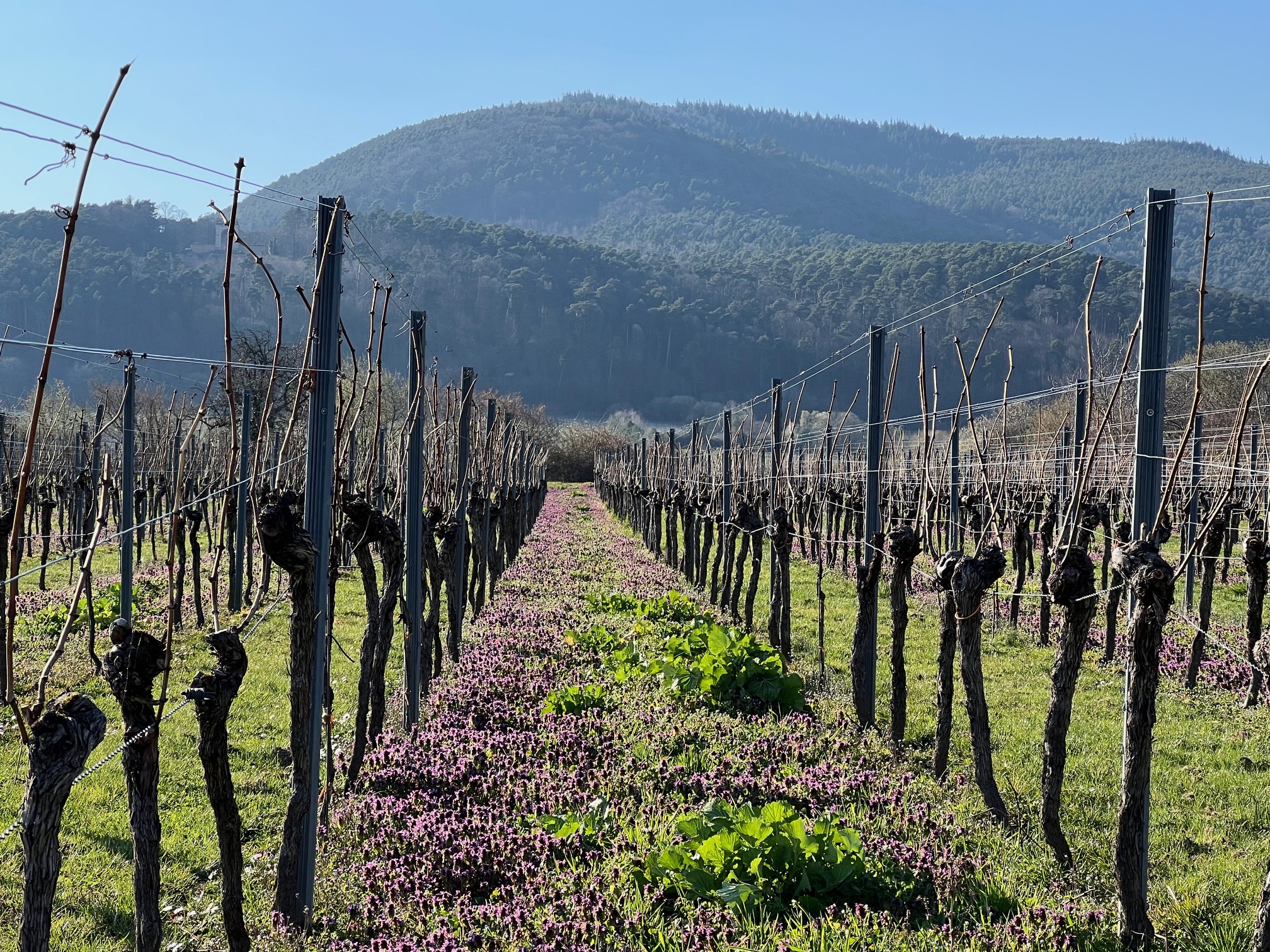 Youngtimer Wein-Events mit Weinwanderungen und Verkostungen